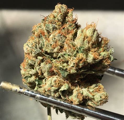 hade kush|Jade Kush Cannabis Strain Near Me .